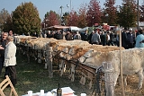 Fiera 2008 (32)