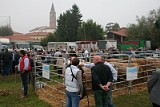 Campo Fiera (10)