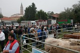 Campo Fiera (14)