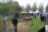 Campo Fiera (30)