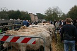 Campo Fiera (4)