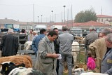 Campo Fiera (49)